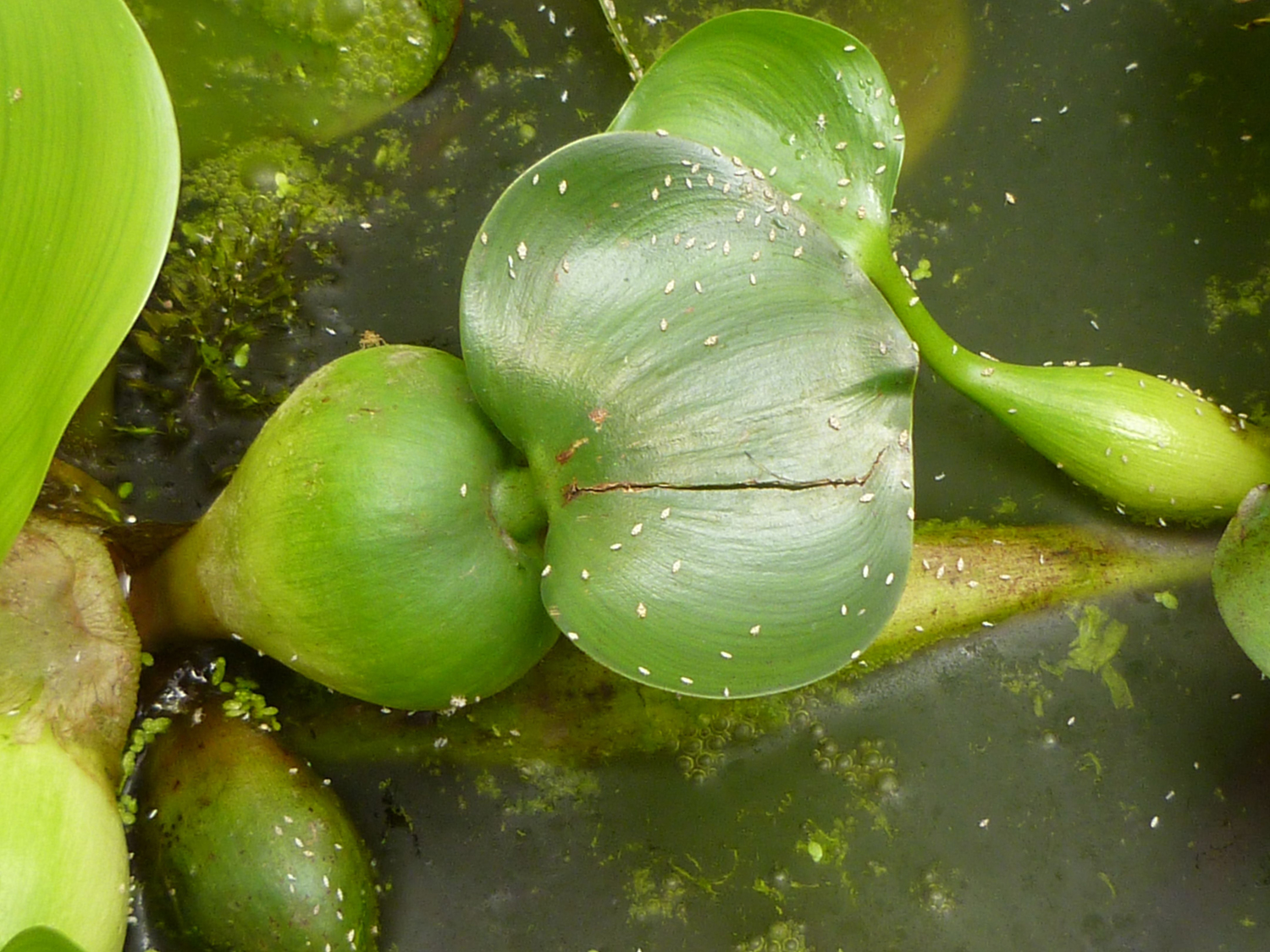 Plant hopper nymphs on water hyacinth